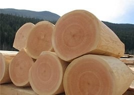 Cedar from the Altai region  